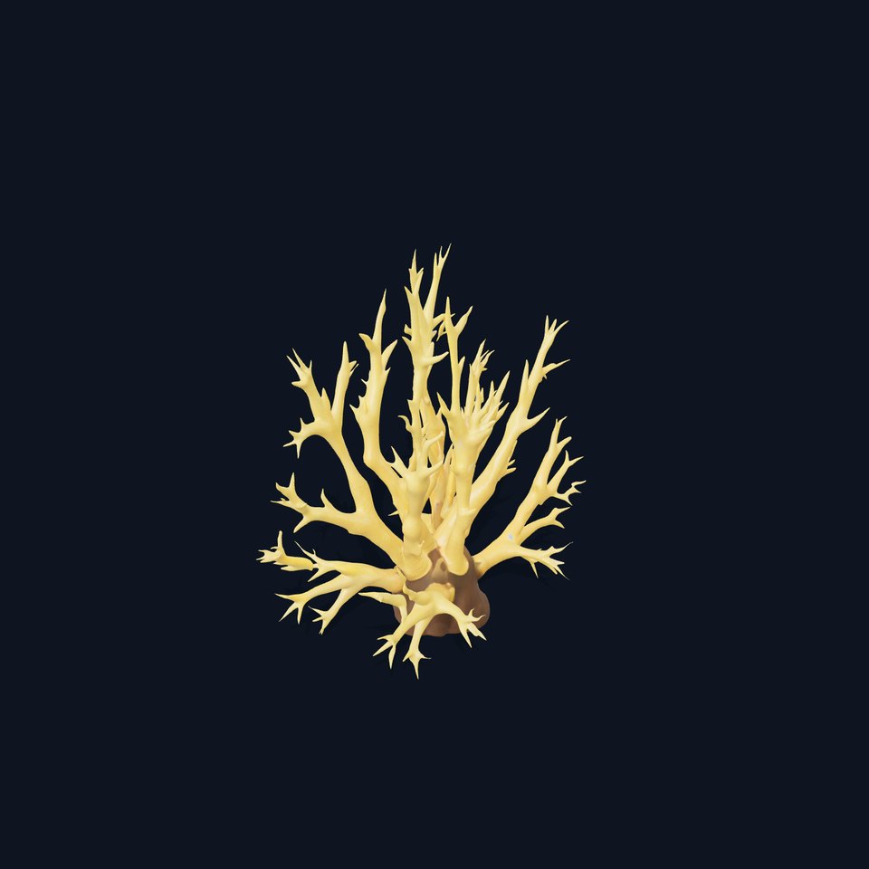 Realistic Coral Model Pack for Marine Environments
